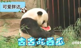 吃瓜的熊猫,吃瓜熊猫的趣味生活揭秘