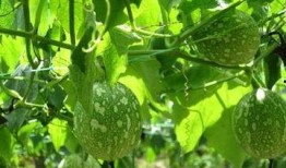 只吃吊瓜可以吃吗,揭秘吊瓜的营养价值与食用安全