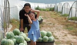 碧桂园吃瓜案例,一场网络舆论的风暴与反思