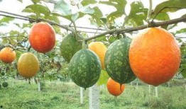 鑫仔吃吊瓜,鑫仔的吊瓜美食之旅