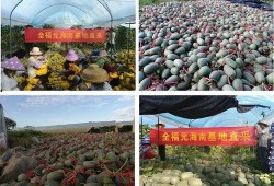 瓜弟基地吃瓜,共享甜蜜，畅享夏日盛宴