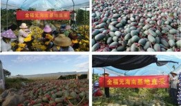 瓜弟基地吃瓜,共享甜蜜，畅享夏日盛宴