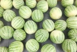 吃瓜问瓜,吃瓜问瓜，探寻明星幕后故事