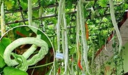 蛇型瓜怎么吃,蛇型瓜的独特食用方法与美味体验