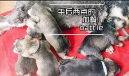 狗可以吃小圆瓜吗怎么吃,小圆瓜的食用指南