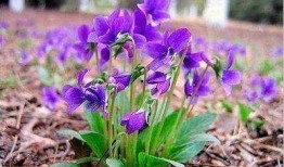 紫瓜地丁咋吃的,紫瓜地丁的食用方法与营养功效揭秘