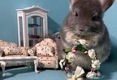 宠物吃瓜配乐,欢乐无限，音乐相伴