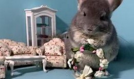 宠物吃瓜配乐,欢乐无限，音乐相伴