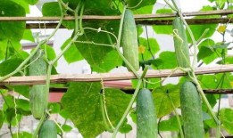 绿色的树瓜怎么吃,绿色树瓜的多样食法探索