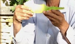 吃老汉瓜的视频,一场别开生面的乡村美食盛宴