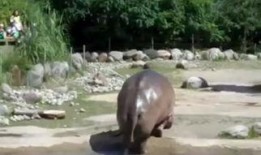 吃瓜爆笑片段大全视频