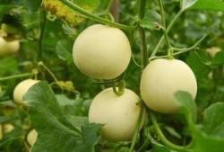 中一个吃瓜什么