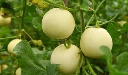 中一个吃瓜什么