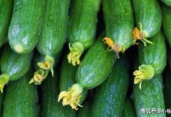 黄守瓜吃黄瓜,一场生态与美味的邂逅