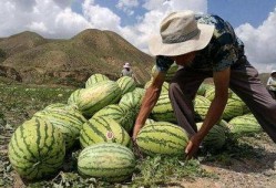 创造营吃瓜基地,吃瓜基地揭秘，明星幕后故事大曝光