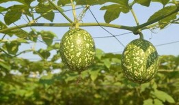 只吃吊瓜可以吃吗,揭秘吊瓜的营养价值与食用安全