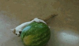 安静吃瓜正确方法,安静吃瓜的正确姿势与礼仪