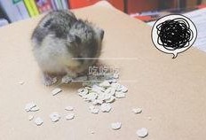 仓鼠管不管吃瓜,管不管吃瓜，营养均衡是关键