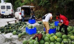 航头镇新品崩瓜怎么吃