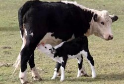 吃瓜的小牛犊,揭秘农村生活趣味瞬间